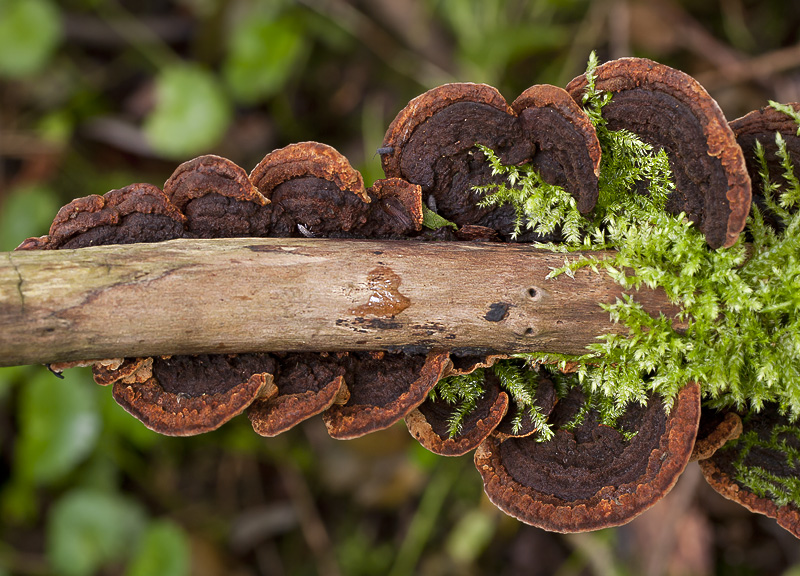 Phellinus conchatus